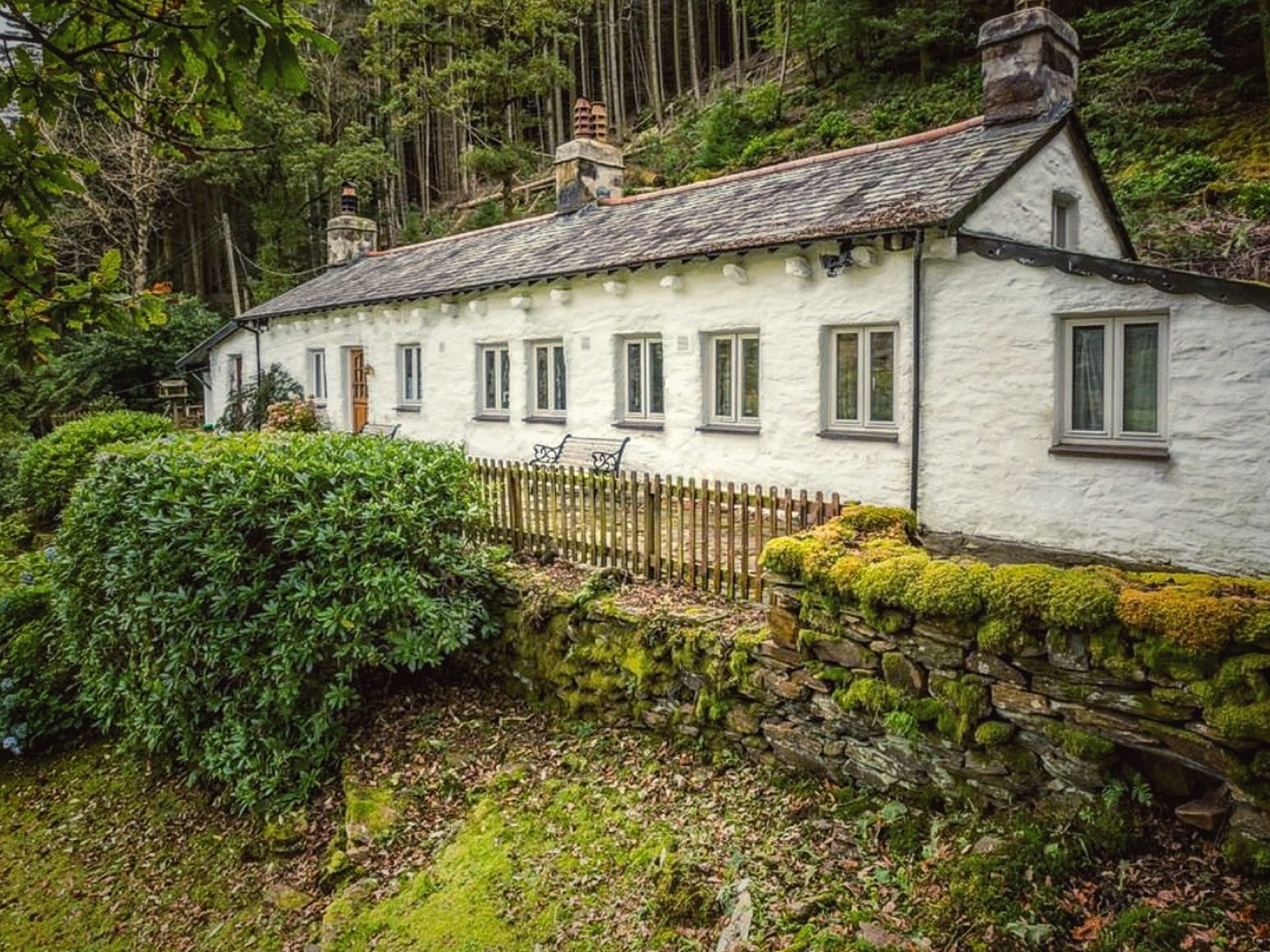 Celyn Snowdonia