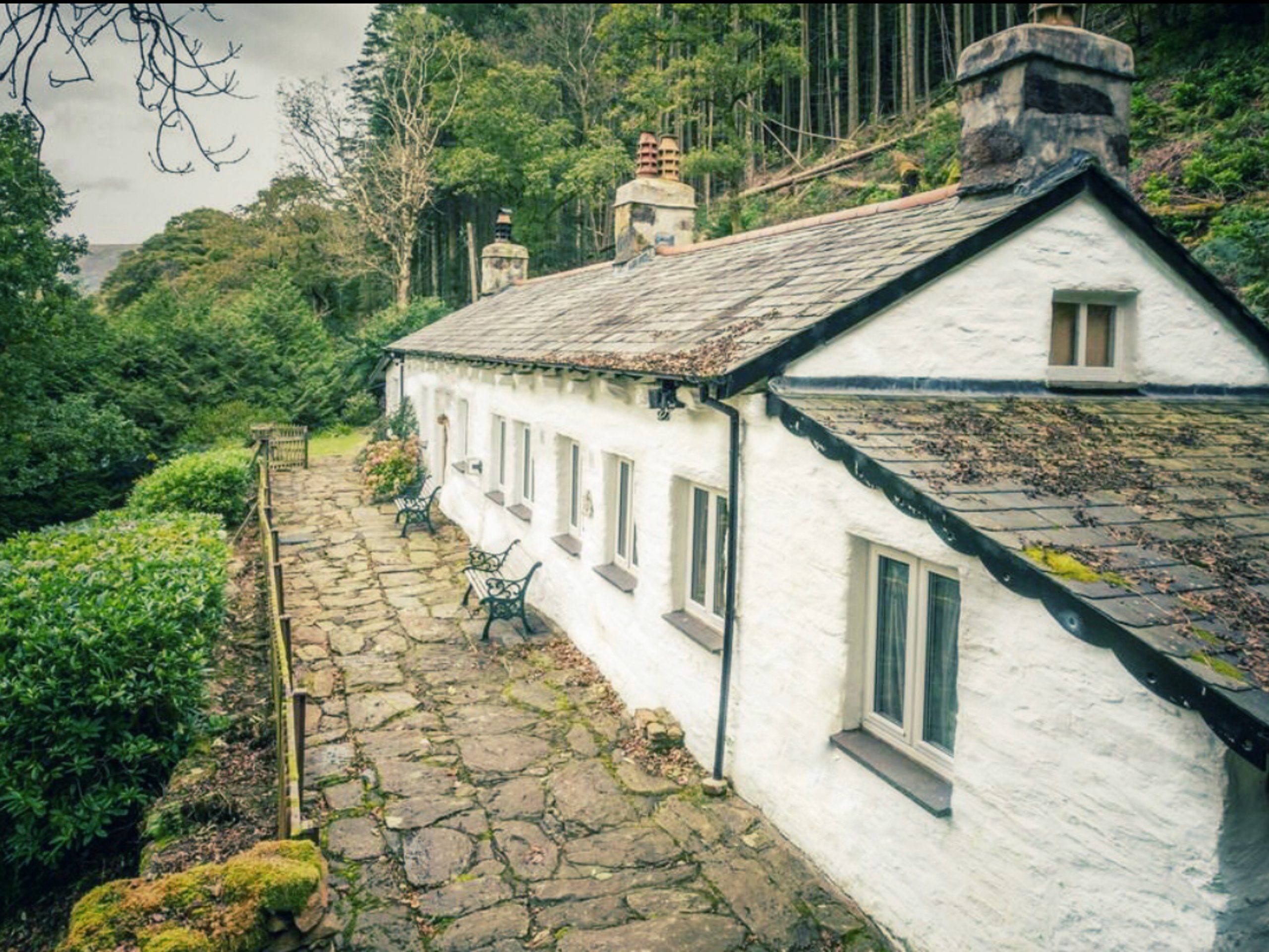 Celyn Snowdonia