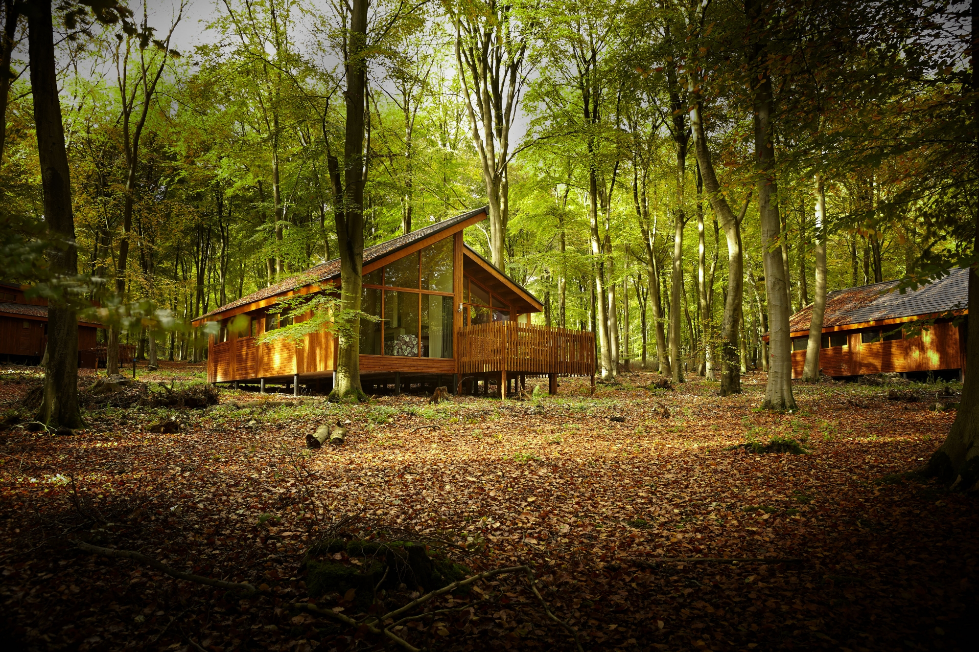 Forest Holidays Blackwood Forest