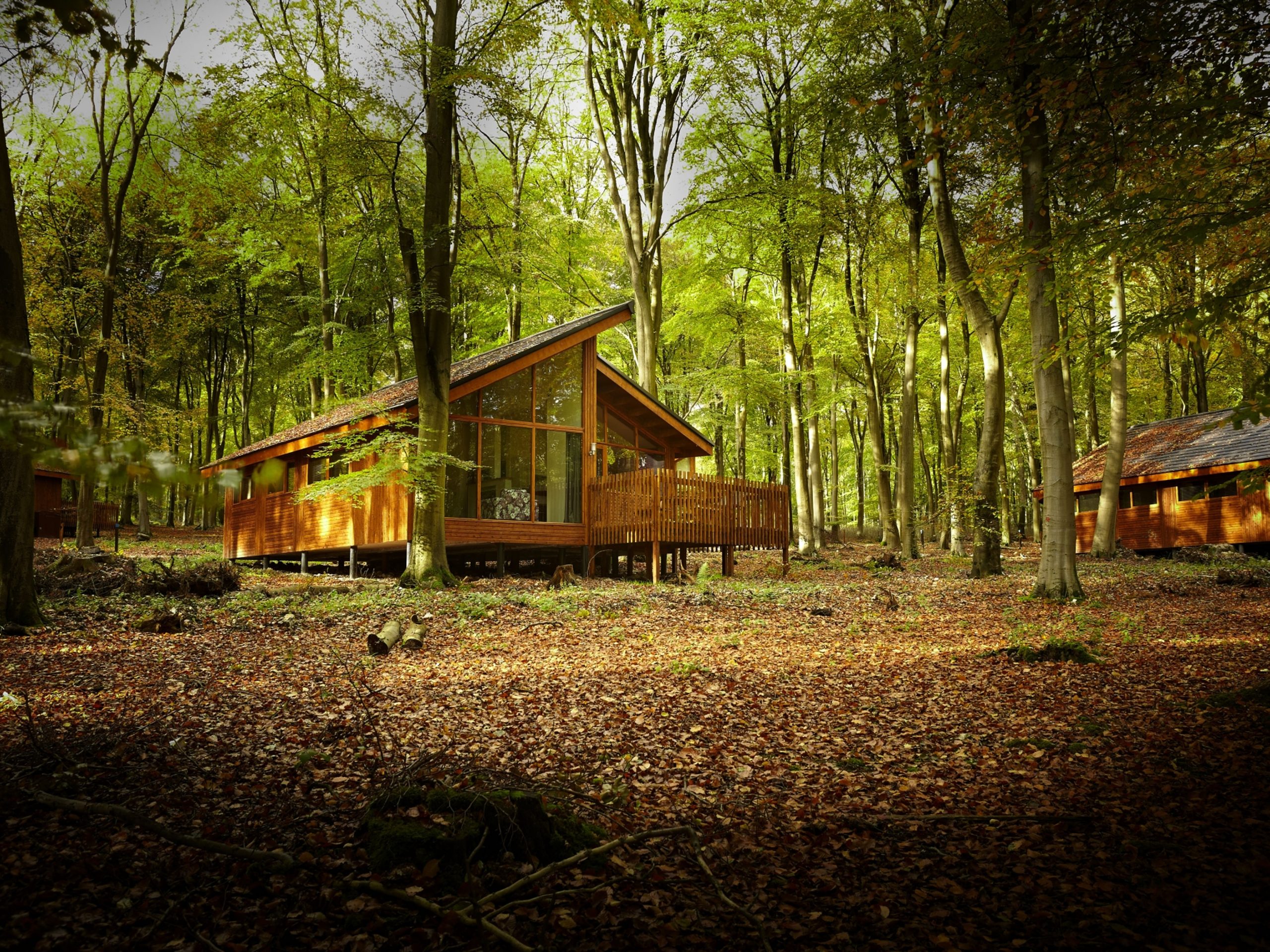 Forest Holidays Blackwood Forest