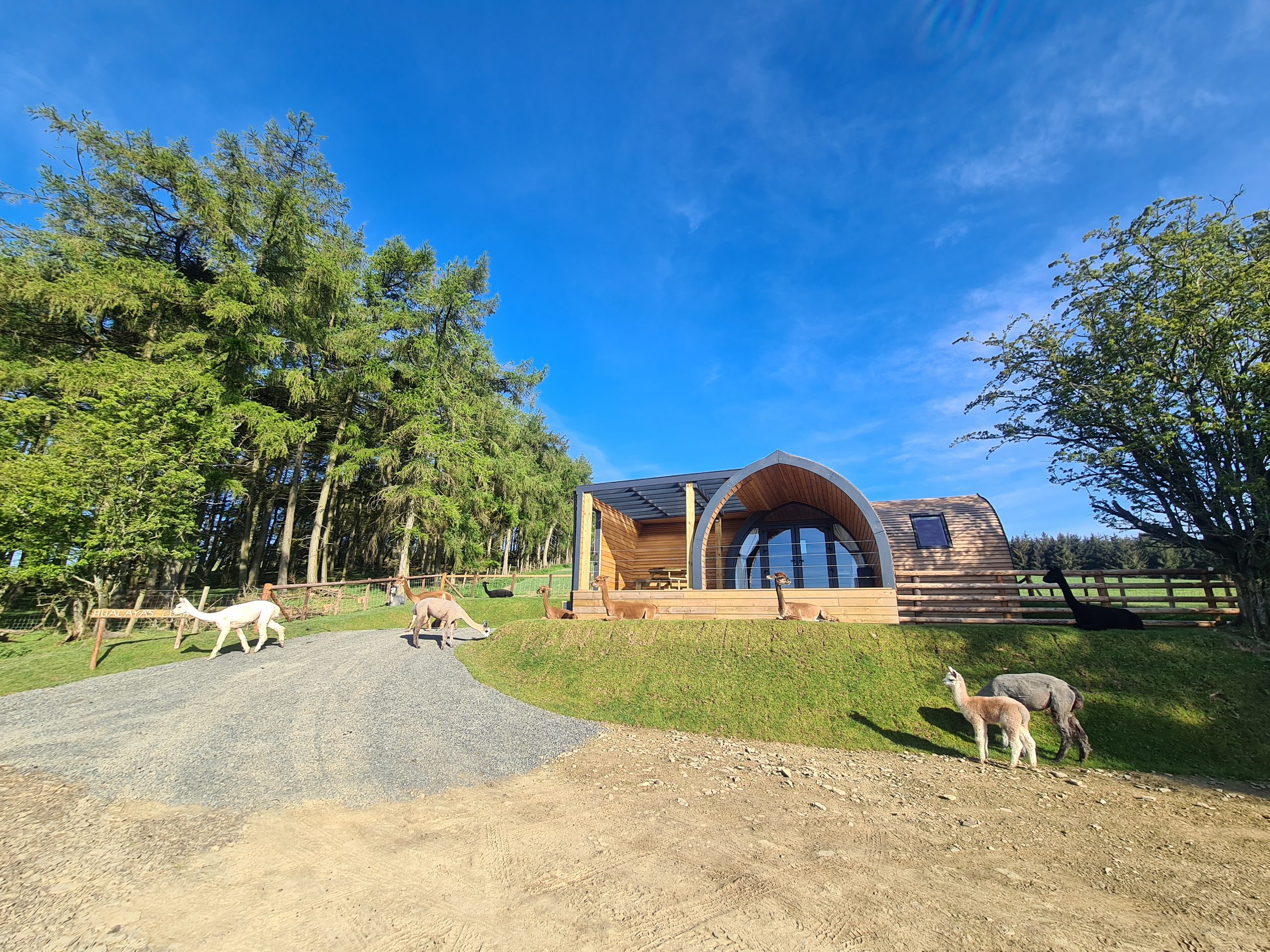 Huacaya's Cush Pod