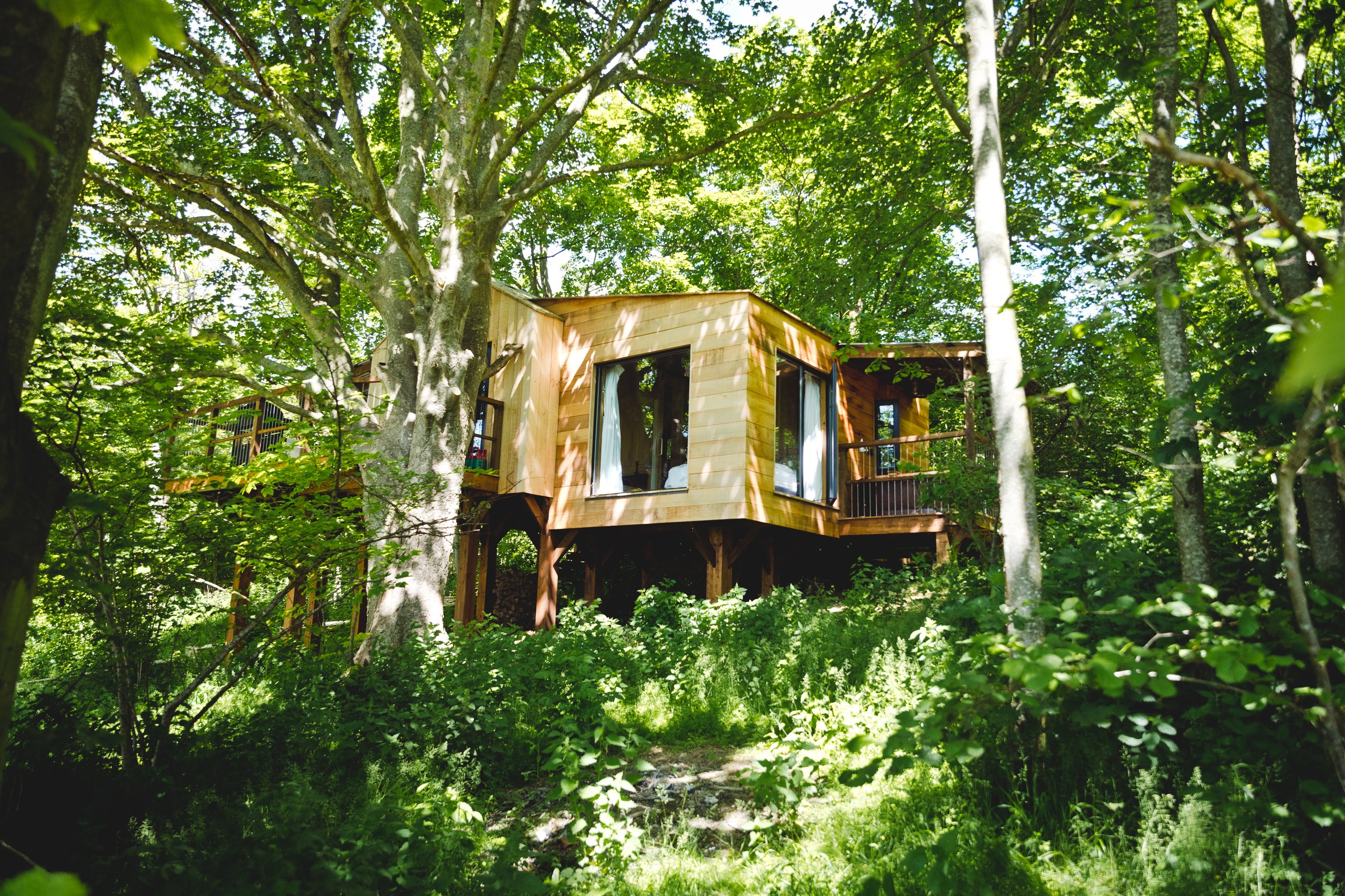 Damselfly Treehouse