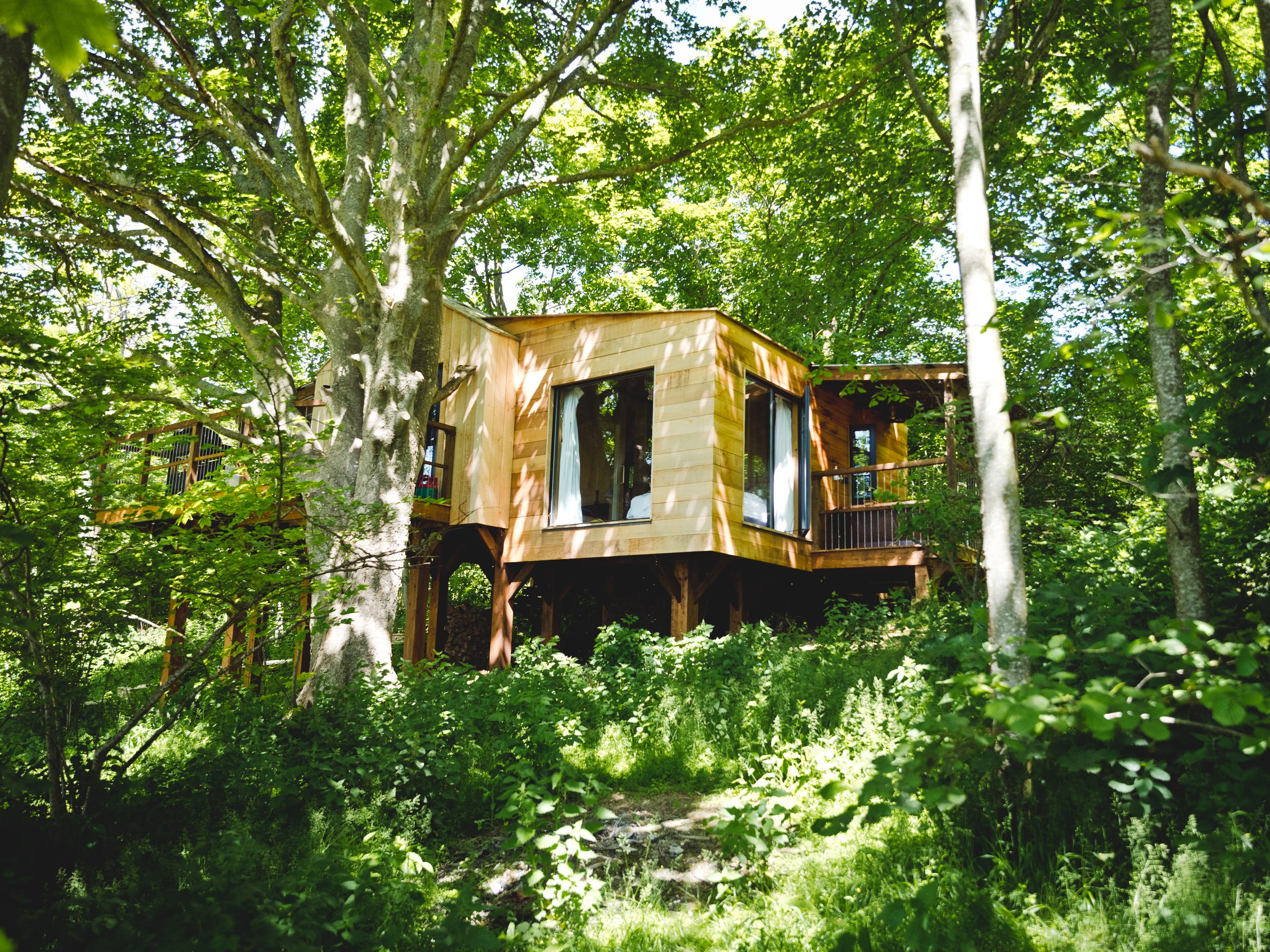 Damselfly Treehouse