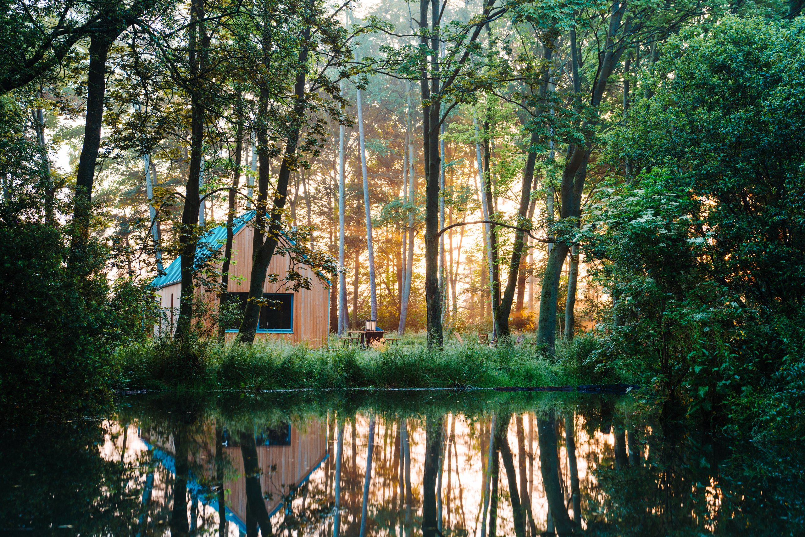 Lark - A Place in the Pines