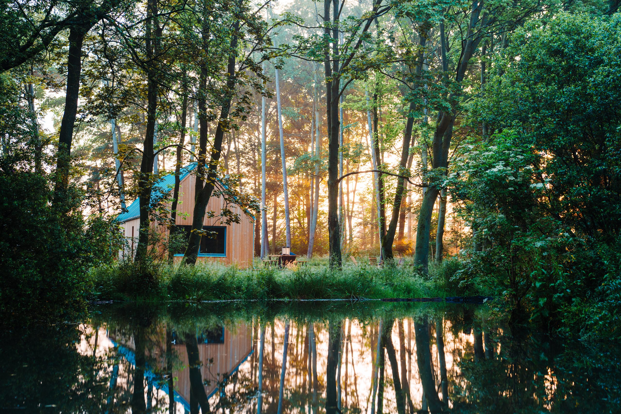 Lark - A Place in the Pines