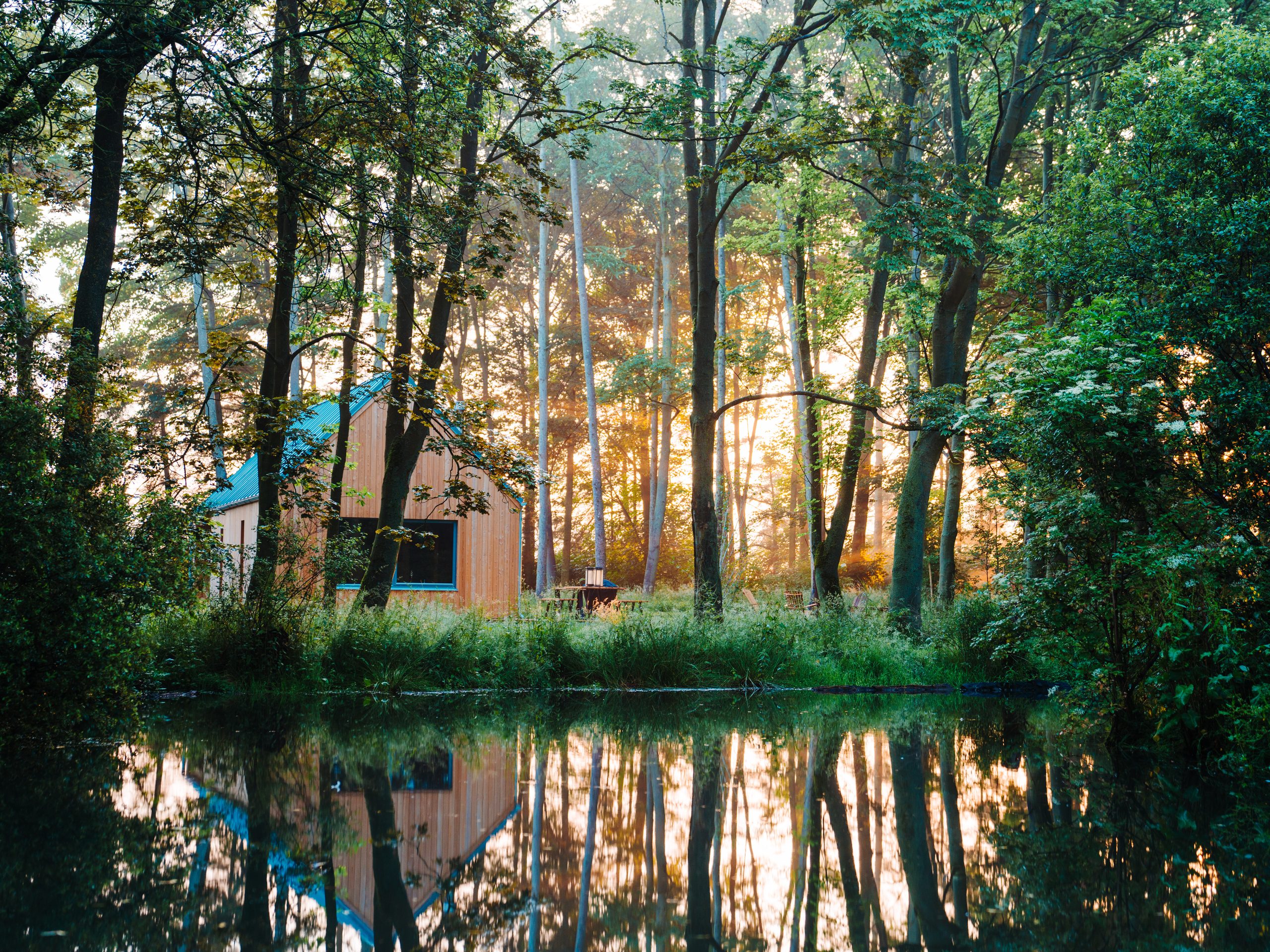 Lark - A Place in the Pines