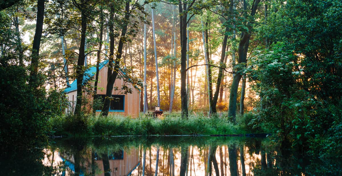 Lark - A Place in the Pines