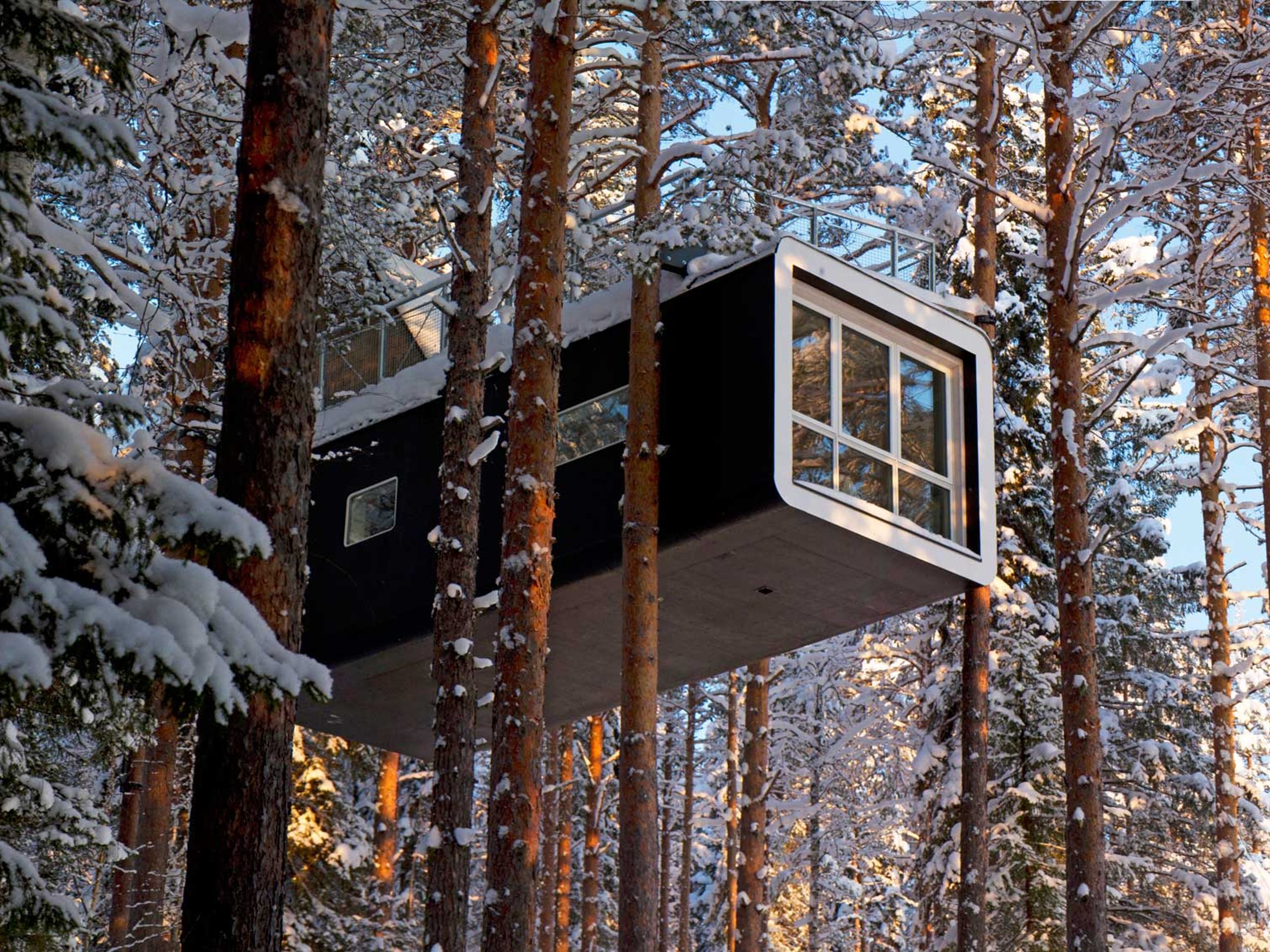 Tree Hotel