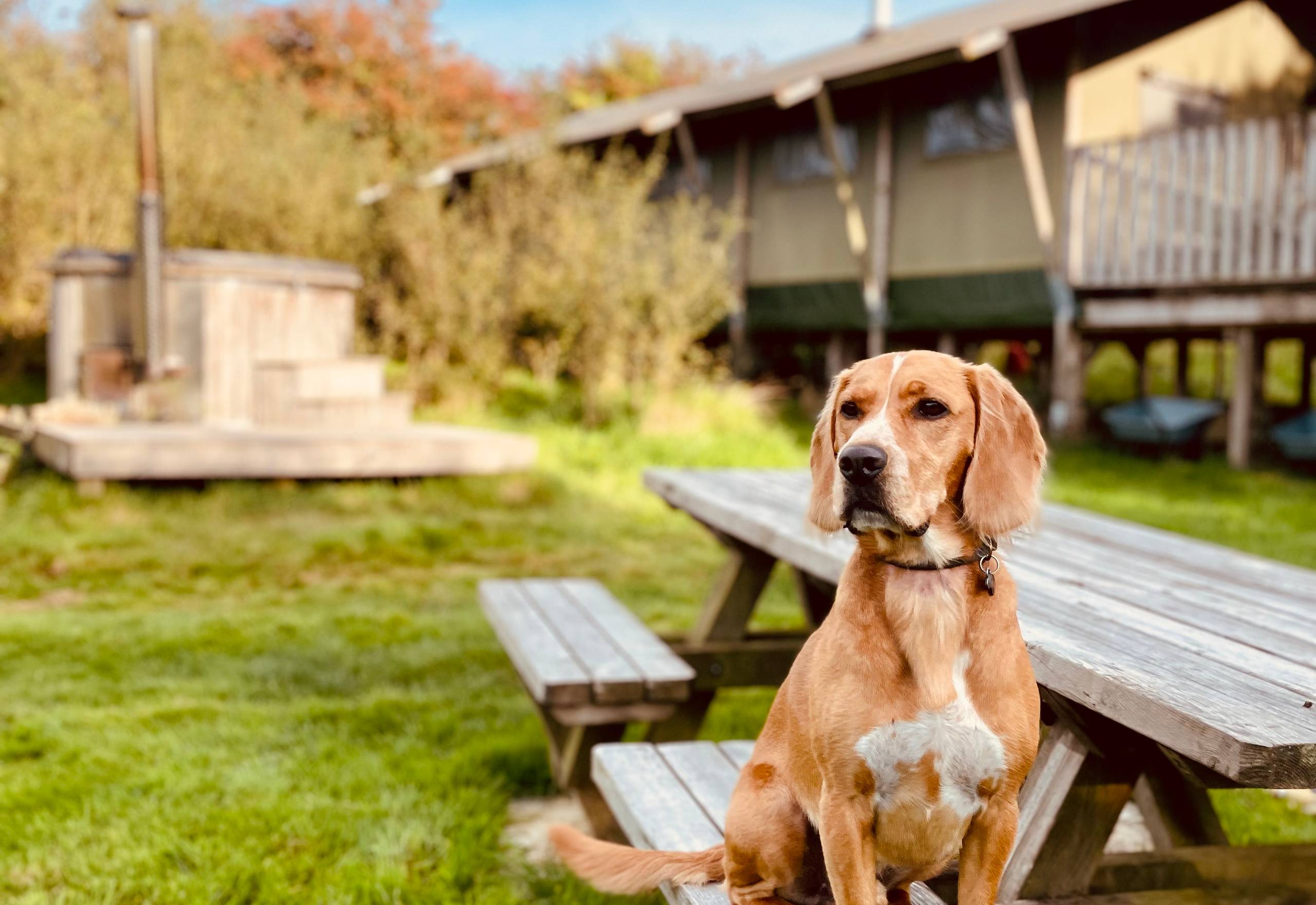 Dog Friendly