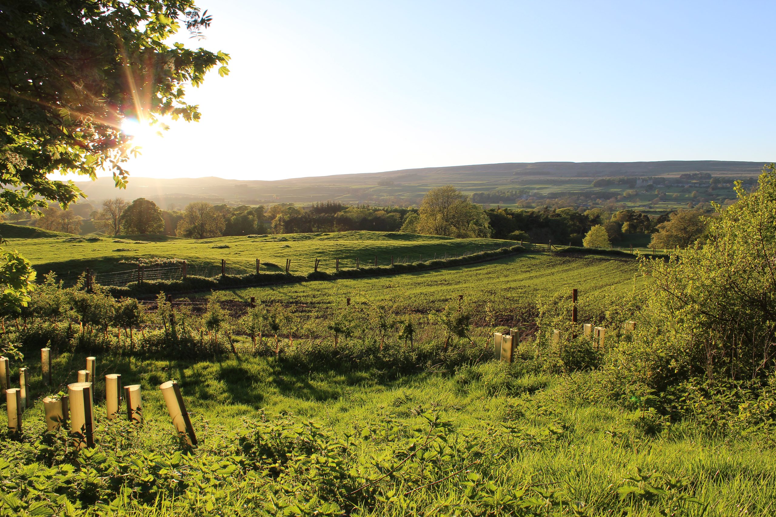 The Wensleydale Experience - Yurts - Image 1
