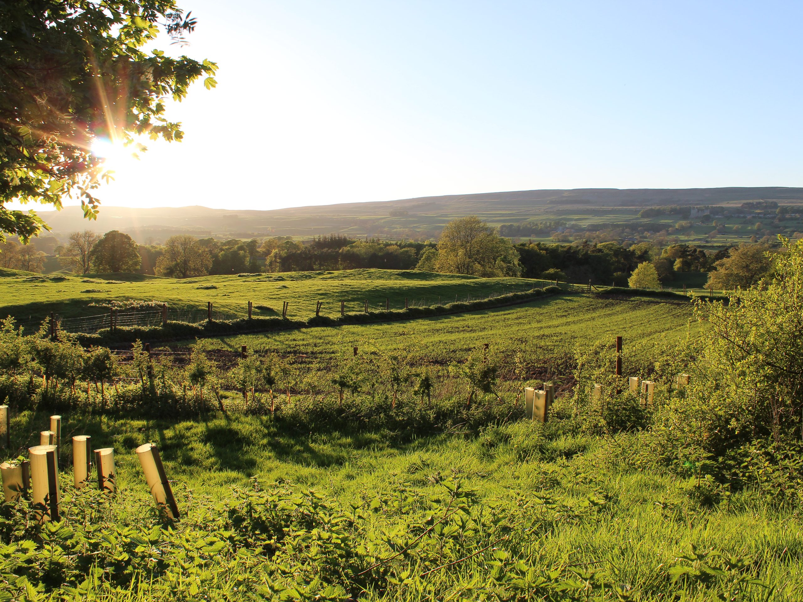 The Wensleydale Experience - Yurts