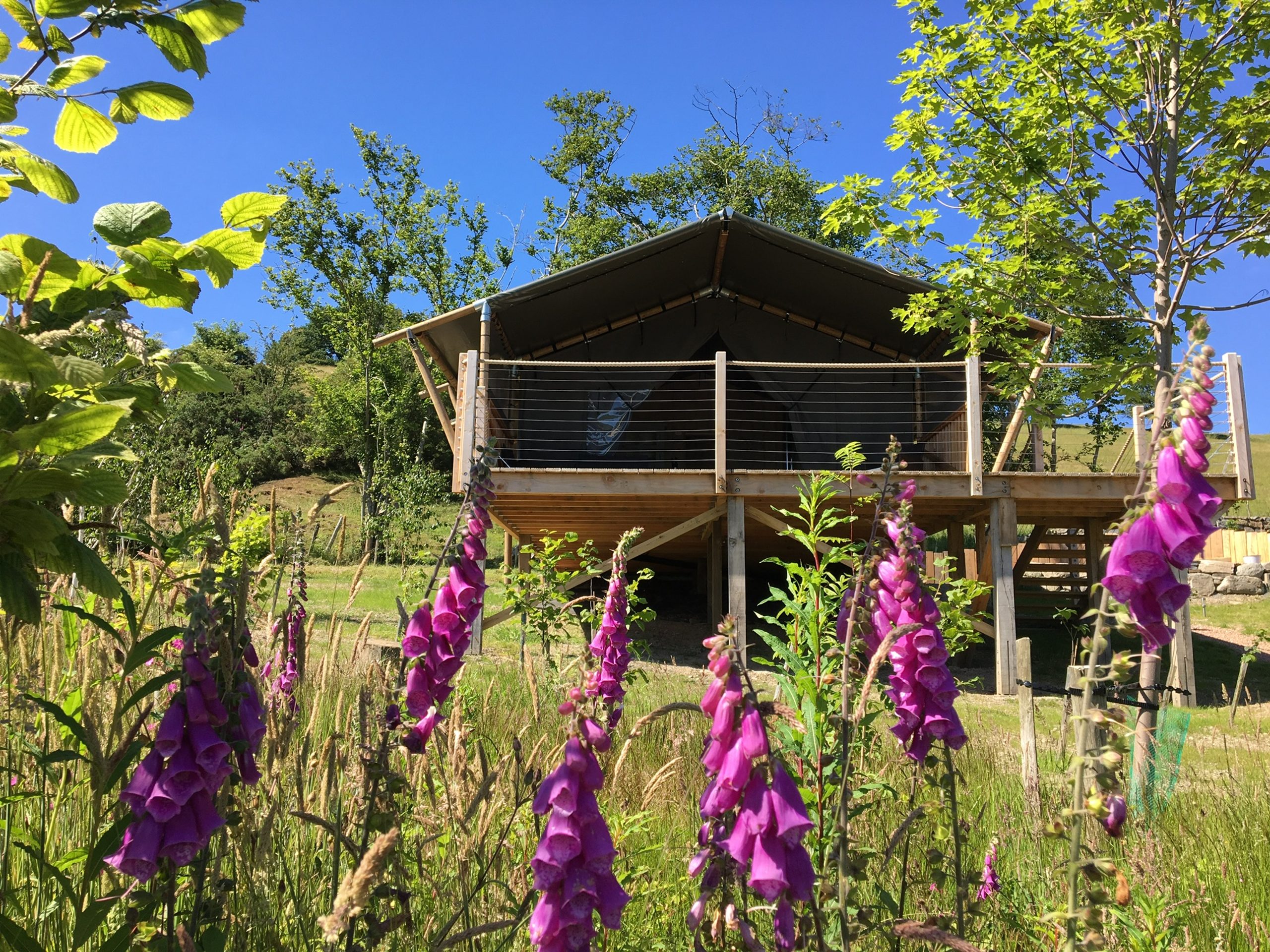 Oaklands Glamping - Luxury Safari Tents